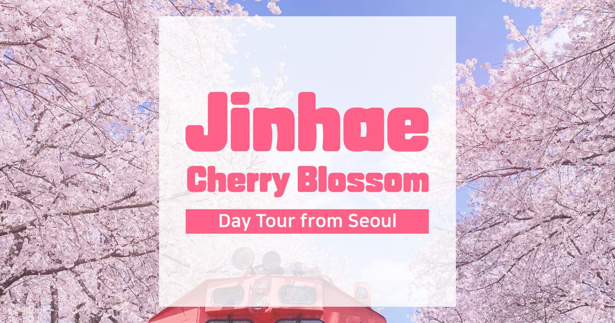 2025 Jinhae Cherry Blossom Day Tour from Seoul Klook United Kingdom